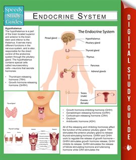 Cover image for Endocrine System