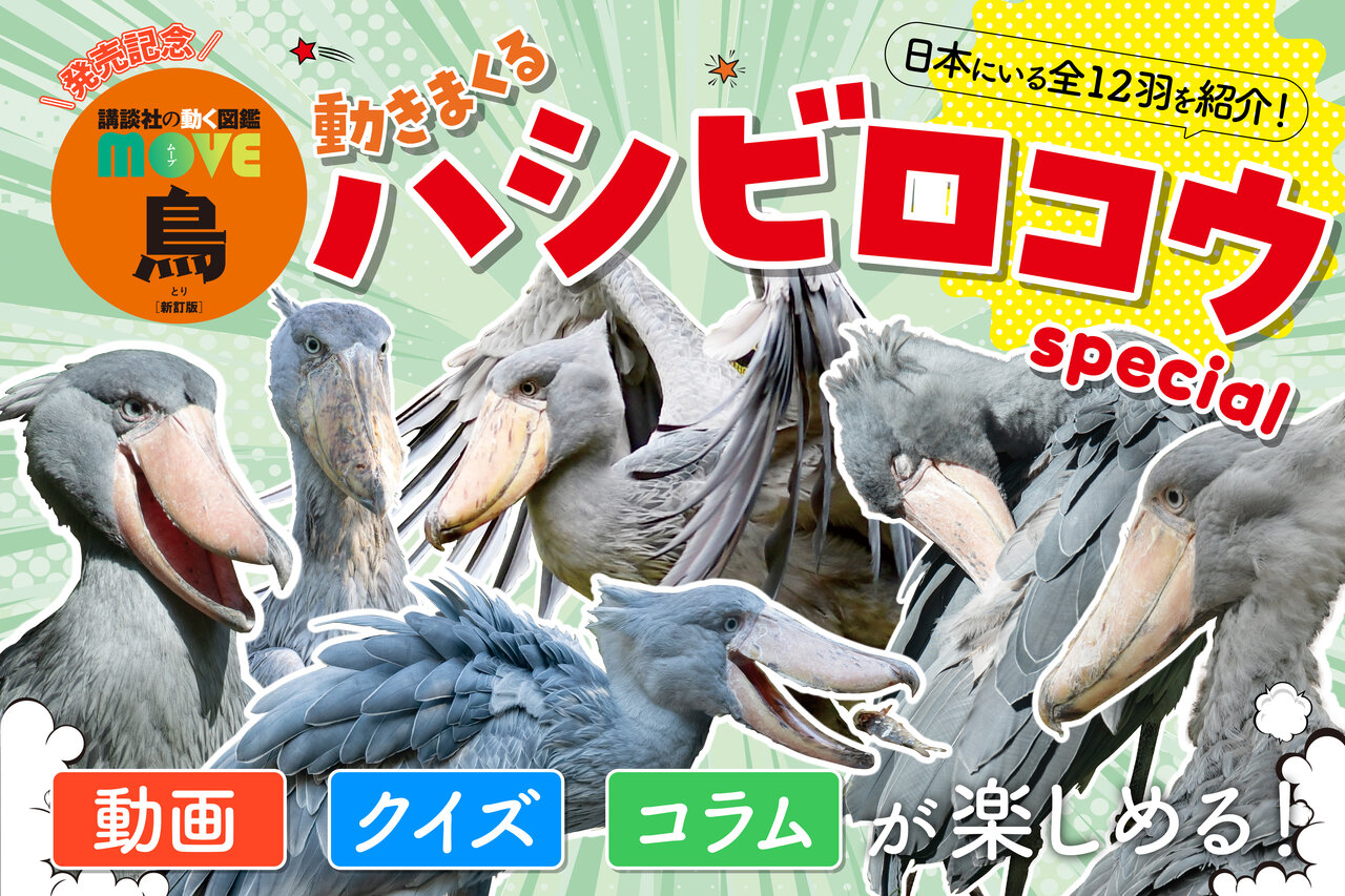 動かない鳥として有名なハシビロコウの驚きのひみつとは？ 日本全国の12羽をご紹介！