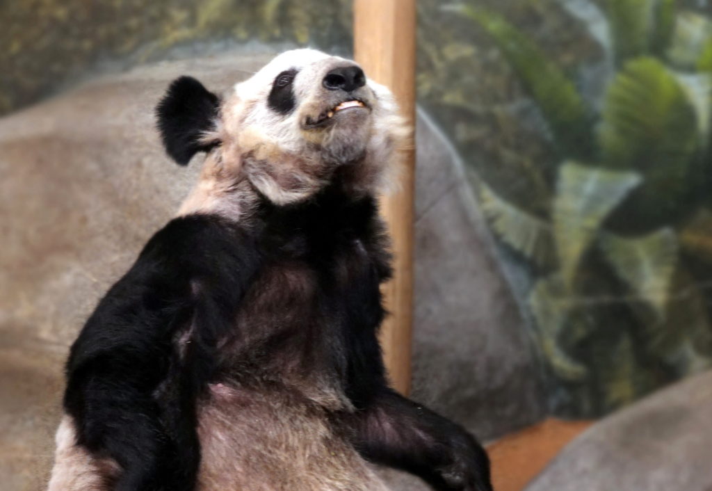 YaYa the Giant Panda eats bamboo in her habitat at The Memphis Zoo