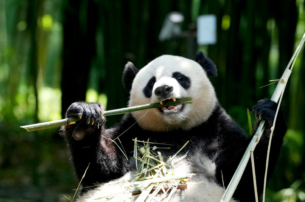 Giant Panda Mei Xiang And Tian Tian At Dujiangyan Panda Base