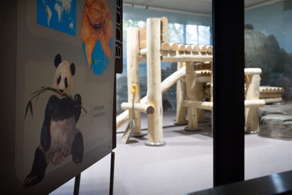 Giant Pandas are coming to Smithsonian's National Zoo