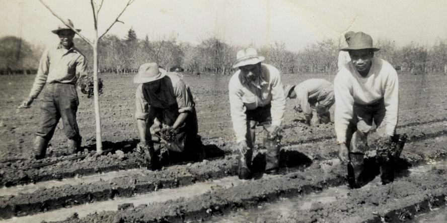 Immagine: Lavoratori filippini che piantano asparagi a Stockton negli anni '1930. Foto per gentile concessione di Virginia Supnet Hill