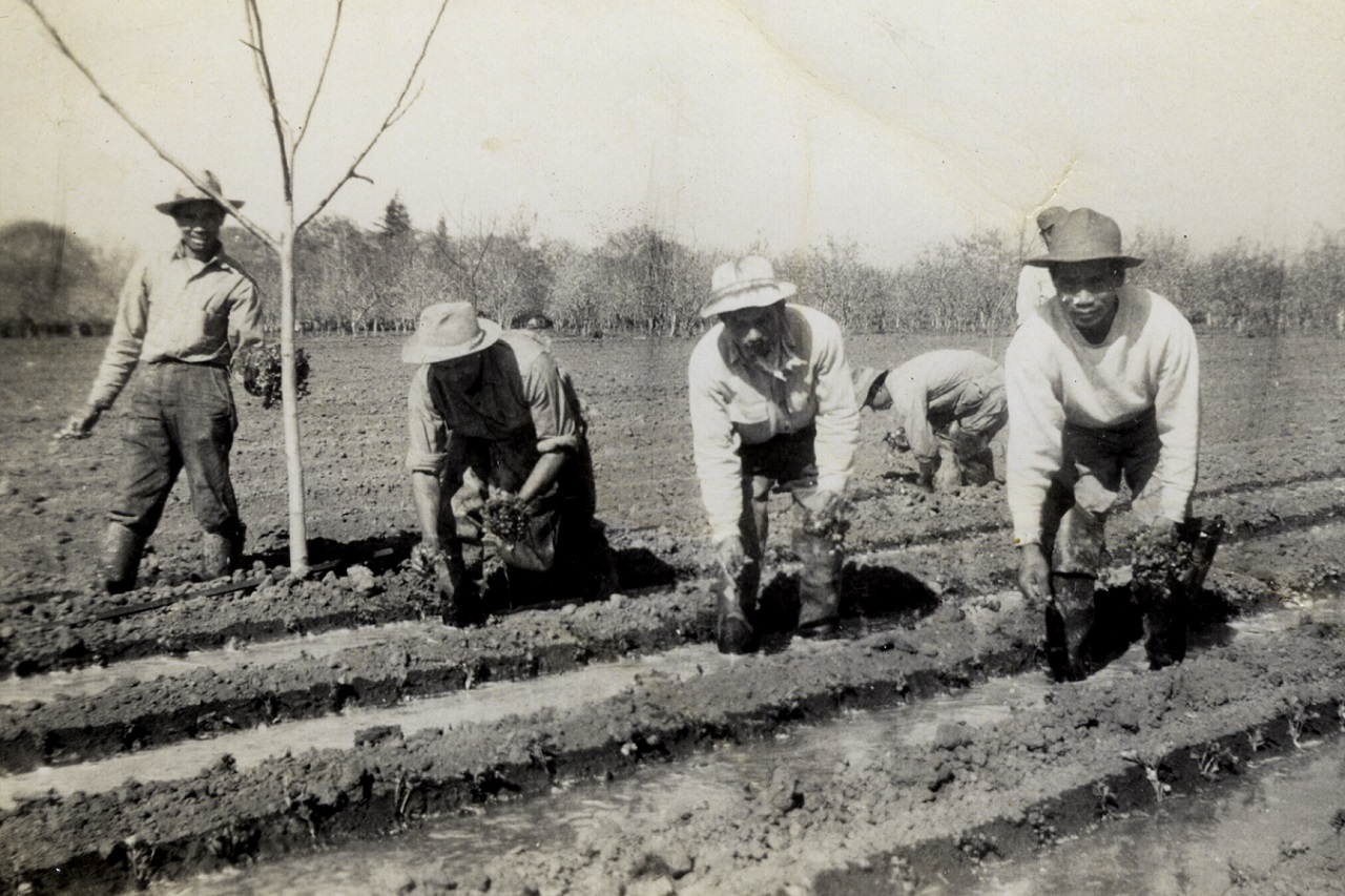 图片：1930 世纪 XNUMX 年代，菲律宾工人在斯托克顿种植芦笋。 照片由弗吉尼亚苏普内特山提供