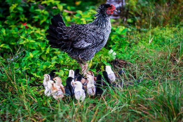 A chicken surrounded by chicks