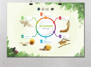 Aussie Fauna Silkworm Life Cycle Poster - Education K-6 | Poster Design by alex989