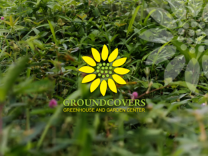 Logo Design by rastf2day for Groundcovers Greenhouse | Design: #16524267