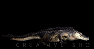 Aligator 3d animation | 3D Design von Creative Shots Studio