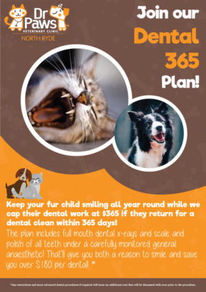 Dental Plan for Dogs | Poster-Design von Sayari 3