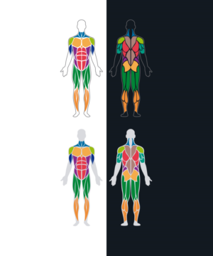 Simple illustration of Human anatomy | Illustration Design by StudioD™