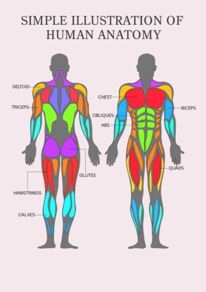 Simple illustration of Human anatomy | Illustration Design by SAI DESIGNS