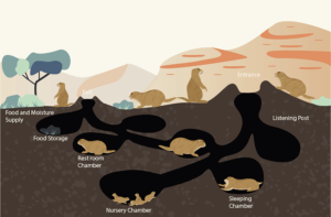 Prairie Dog Tunnels - an underground illustration | Illustration Design by Aaaron