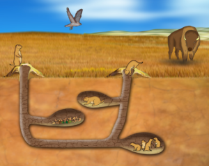 Prairie Dog Tunnels - an underground illustration | Illustration Design by Wally_F