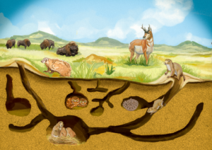 Prairie Dog Tunnels - an underground illustration | Illustration Design by Nublan Ameram