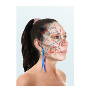 Modern Facial Anatomy Posters | Grafik-Design von icirotrisna