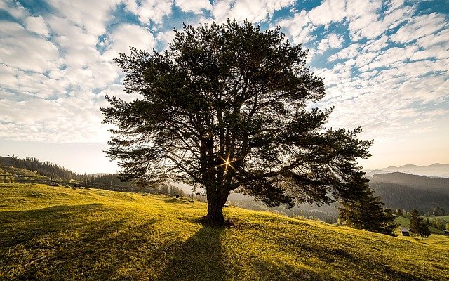 Árbol