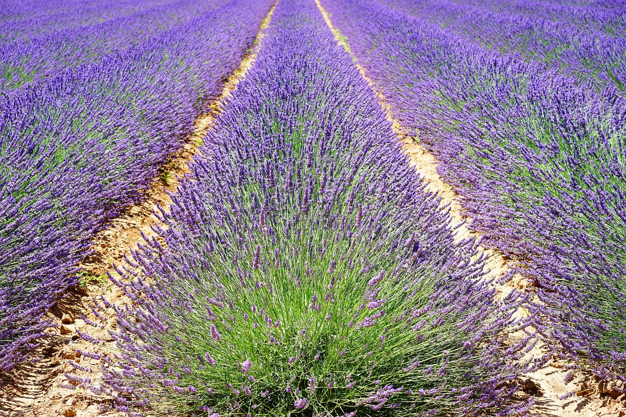 Lavanda