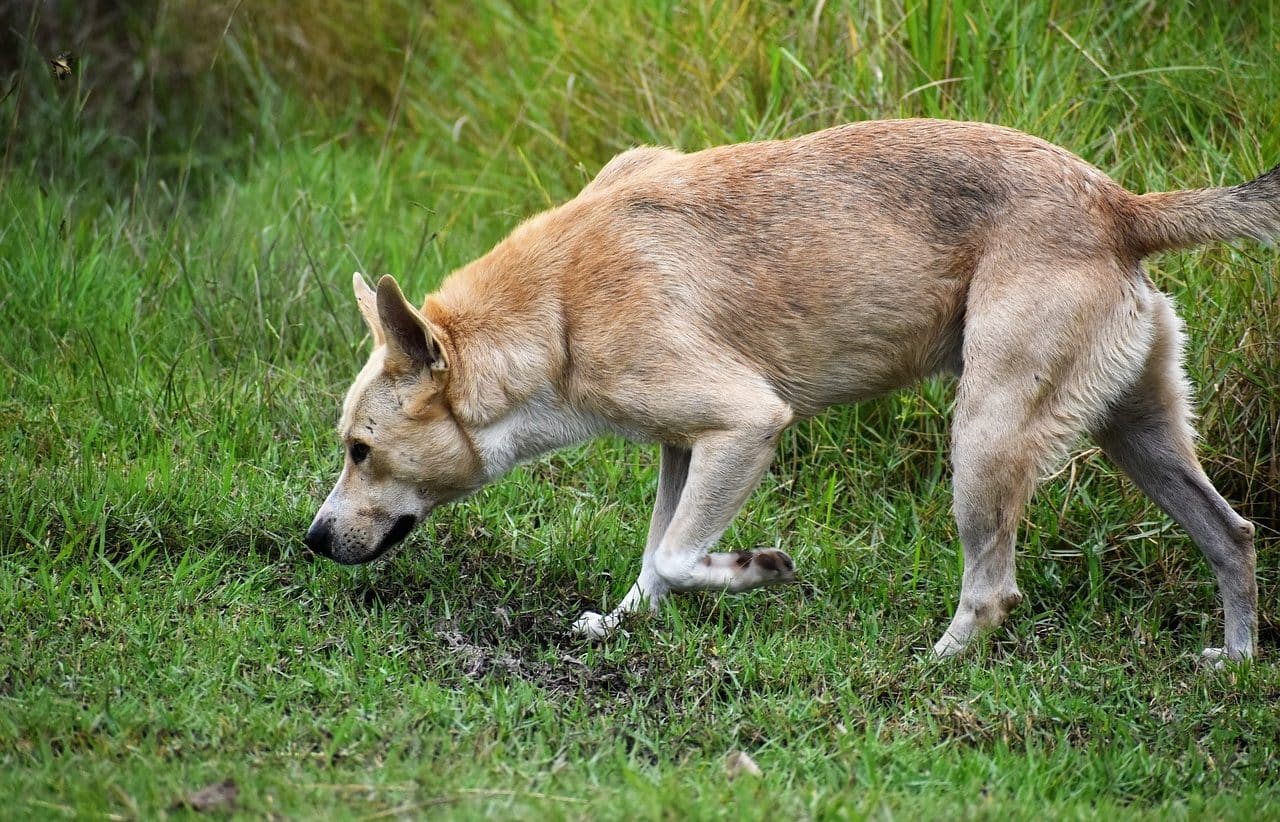 Canino