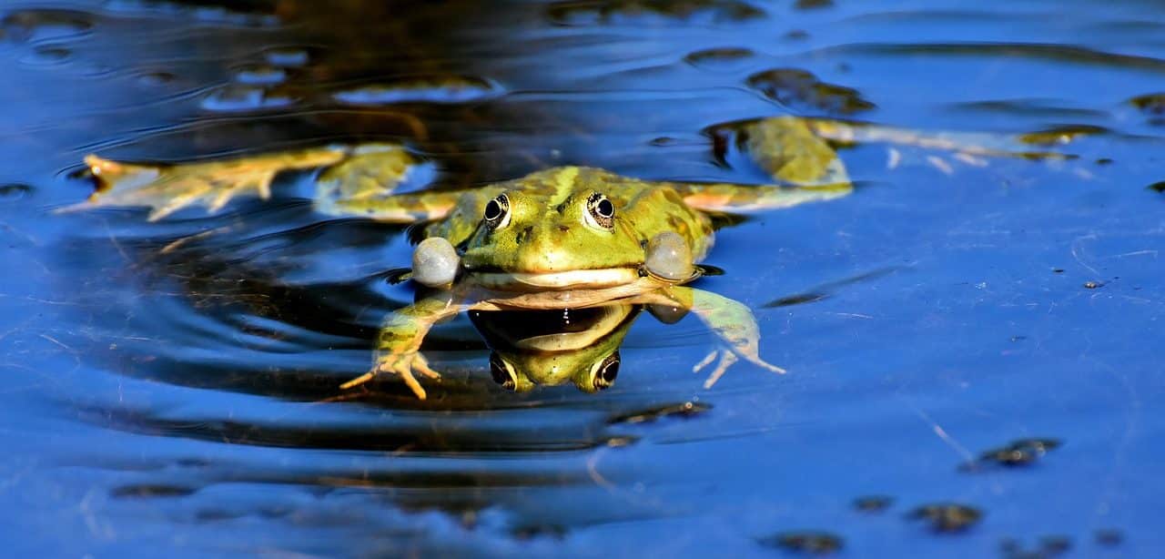 Rana en el agua