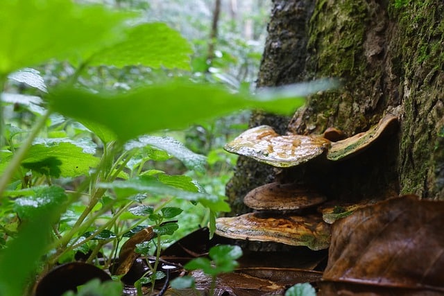 Árbol con hongos