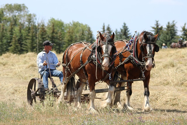 Caballos