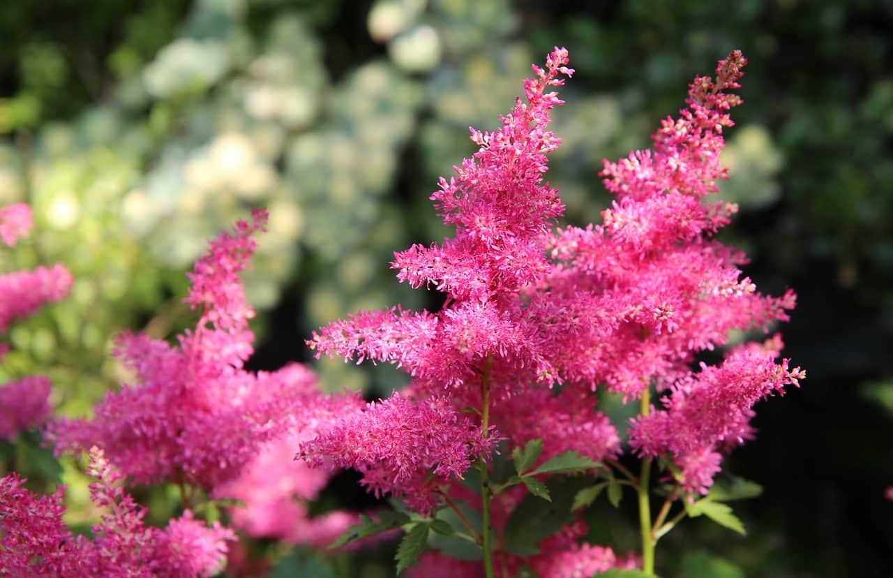 Astilbe arendsii