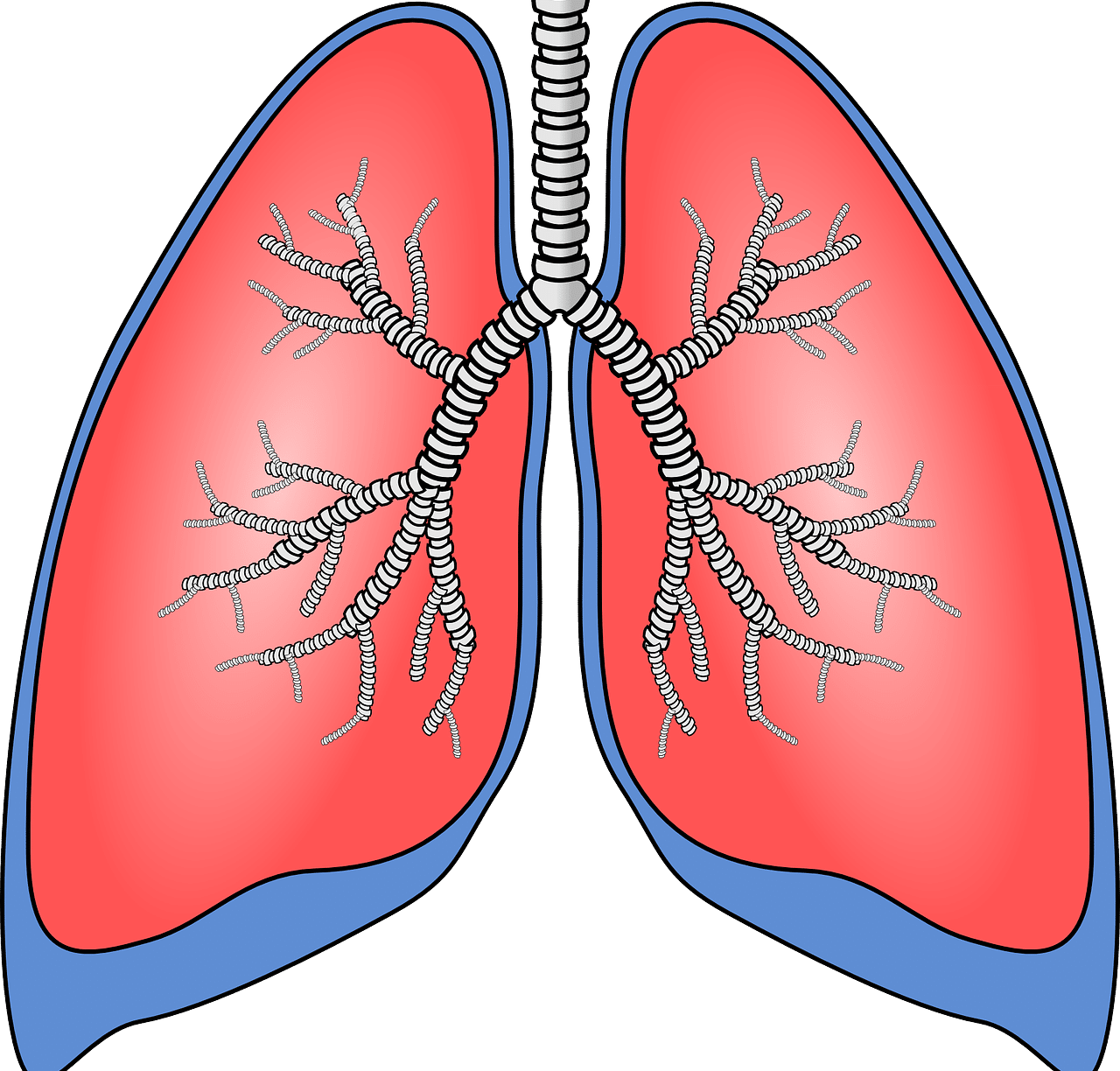 Pulmones