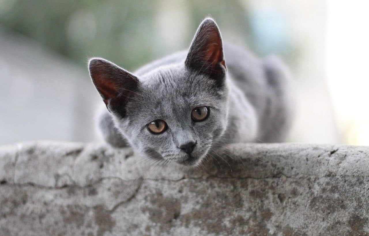 Gato british shorthair