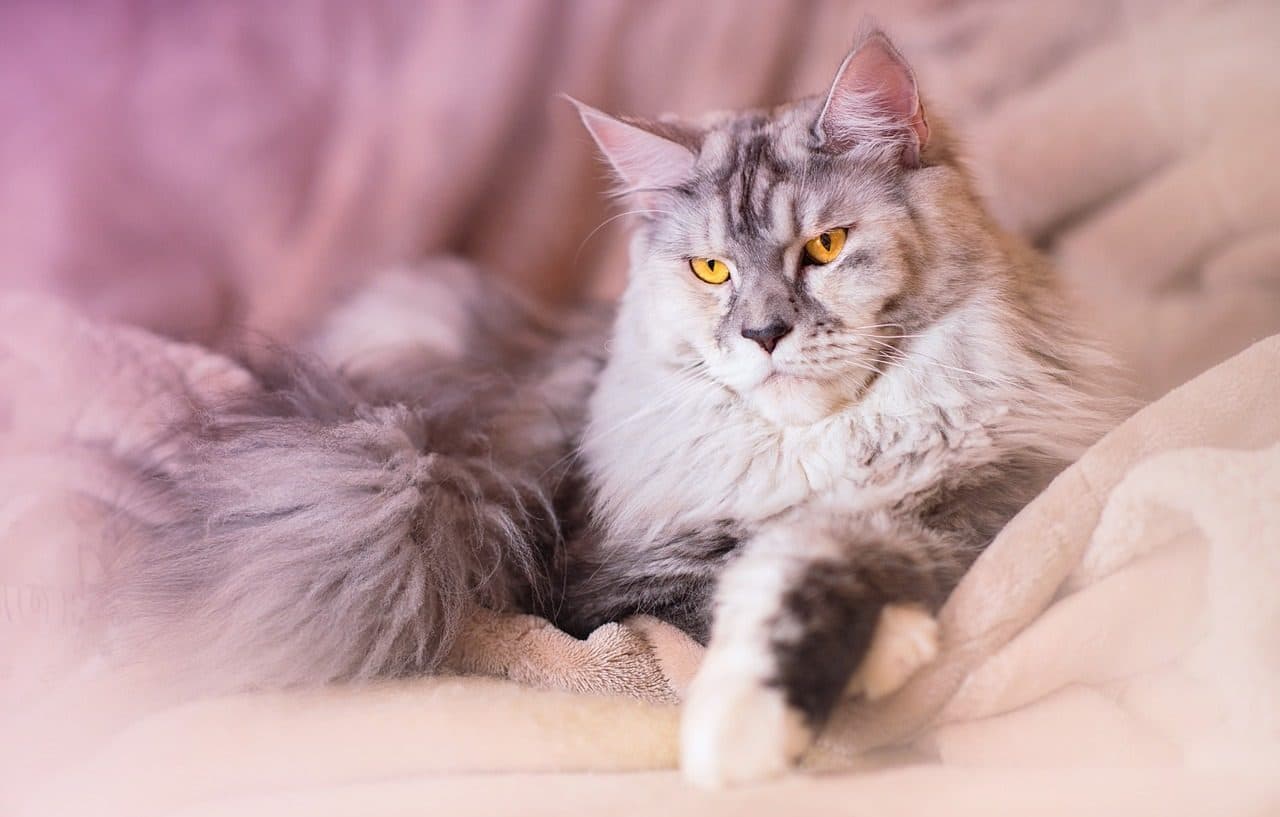 Gato maine coon