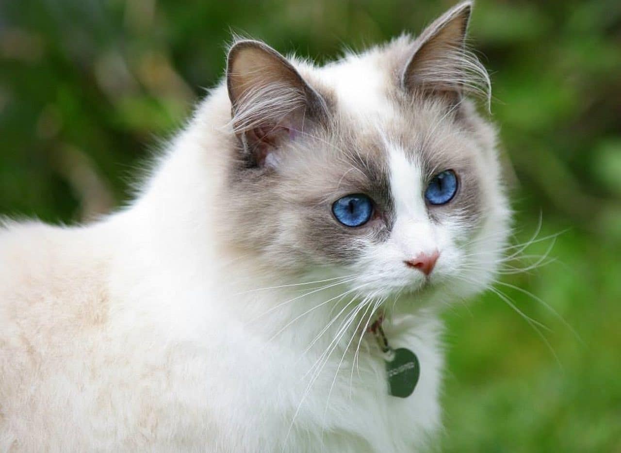 Gato ragdoll