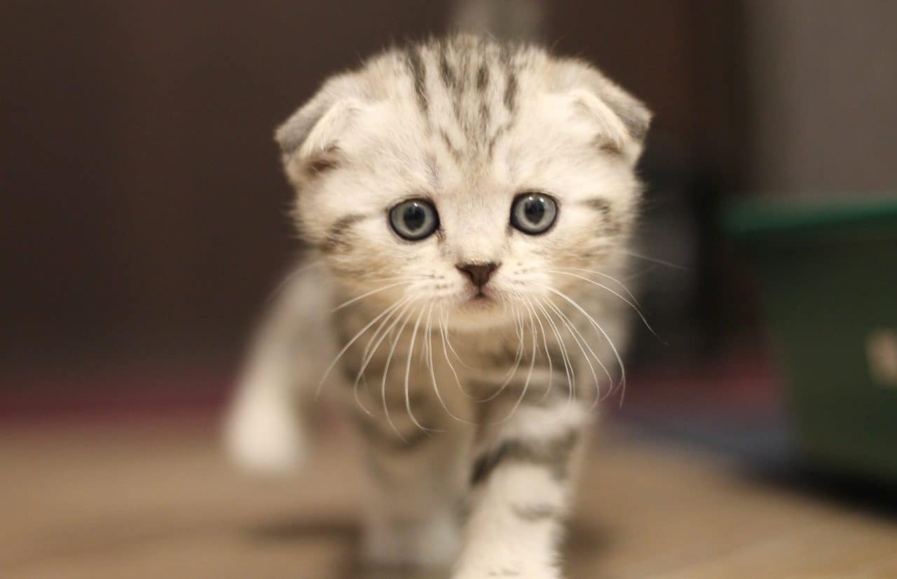 Gato scottish fold