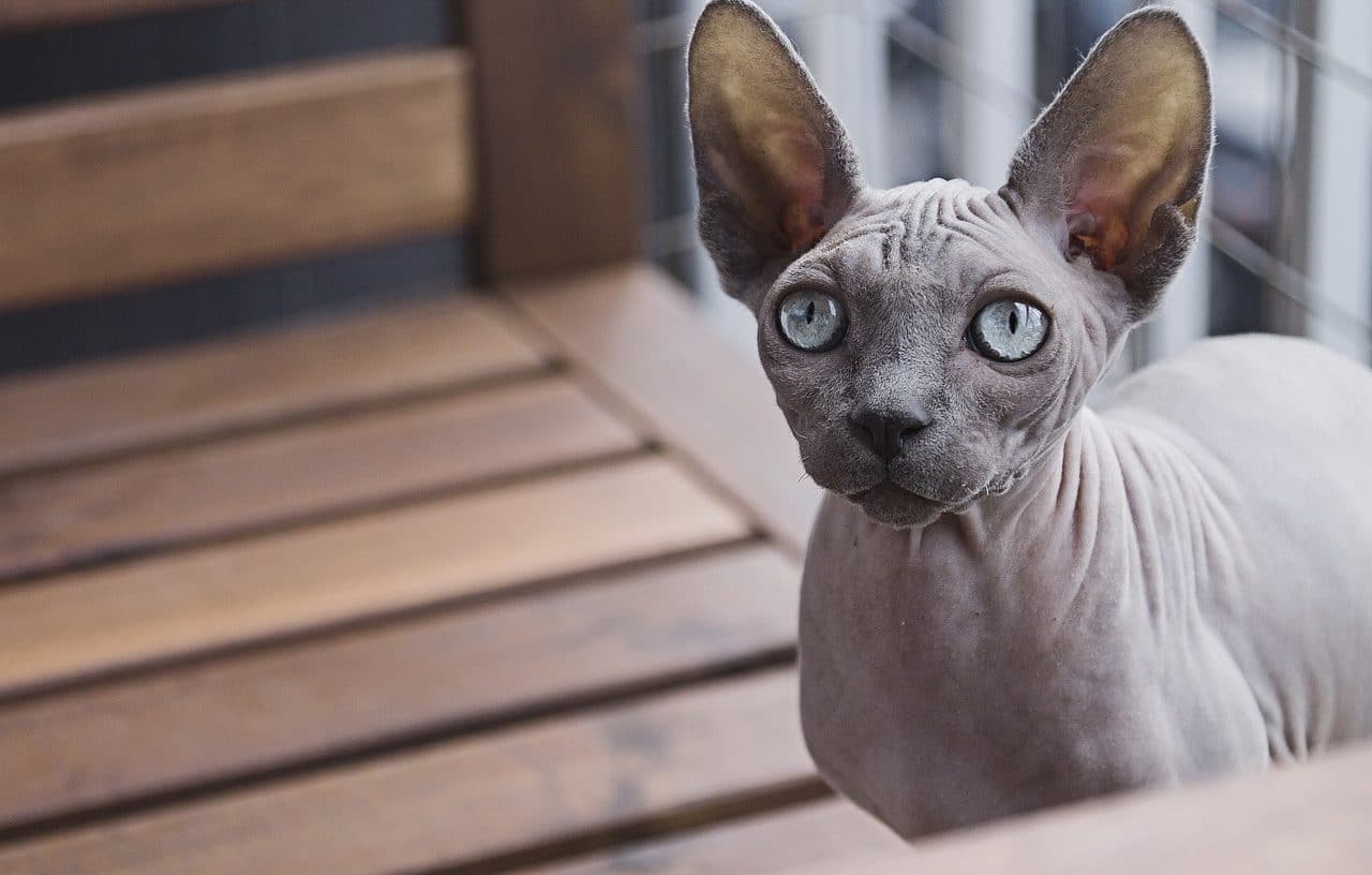 Gato sphynx