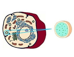 Lisosoma