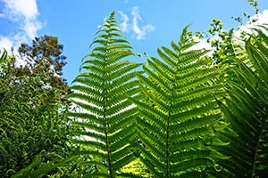 Plantas vasculares