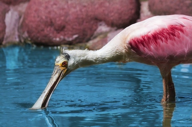 Espátula rosada bebiendo agua