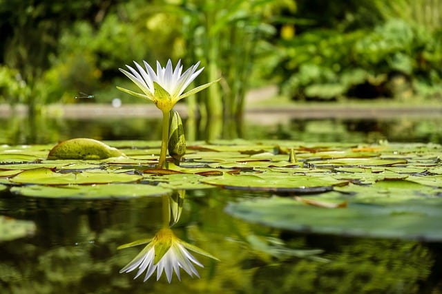 Nenúfares en un estanque natural