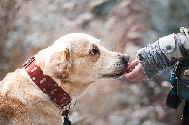 Mansedumbre perro labrador