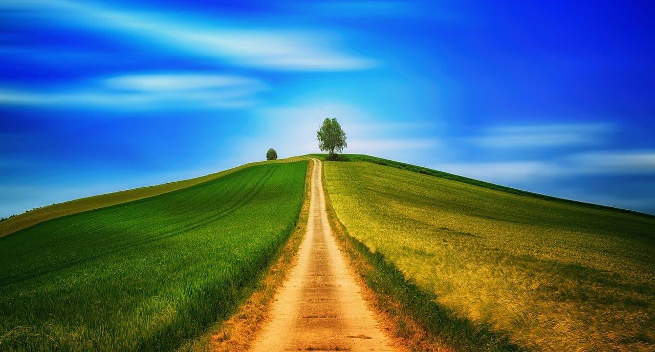 Camino de tierra hacia un árbol en el horizonte