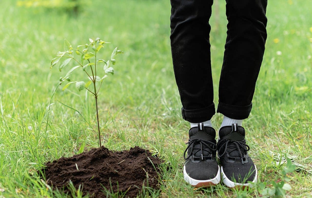 Persona junto a un árbol recién plantado