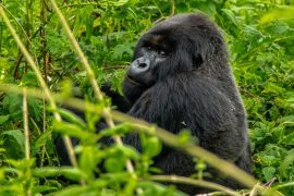 Gorillas Rwanda 2020 Bucket List Destination - Destination Deluxe