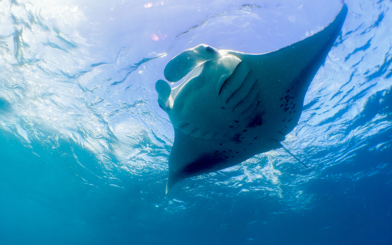 Amilla Maldives Dive with Mantas - Destination Deluxe