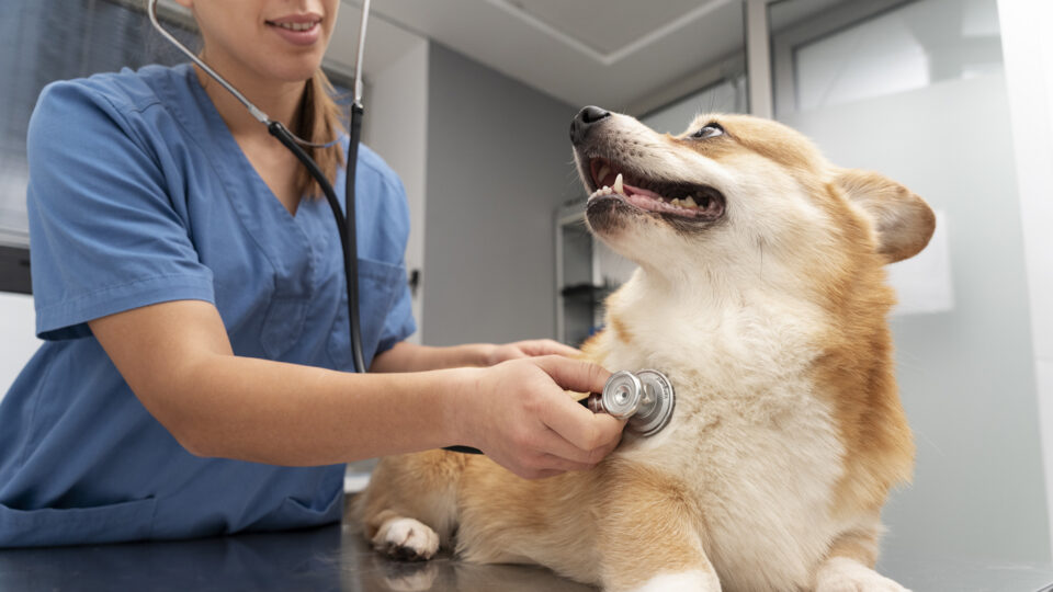 A Corgi at the vet.