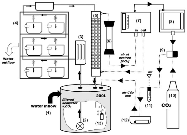 General scheme of the experimental system.