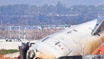 “무안공항 새떼 충돌 우려”… 참사 열흘전 경고 있었다