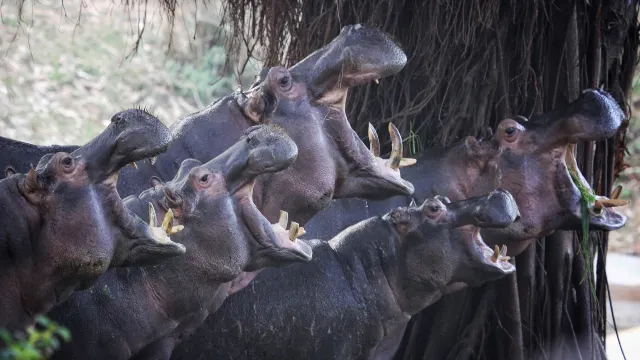 長隆野生動物世界