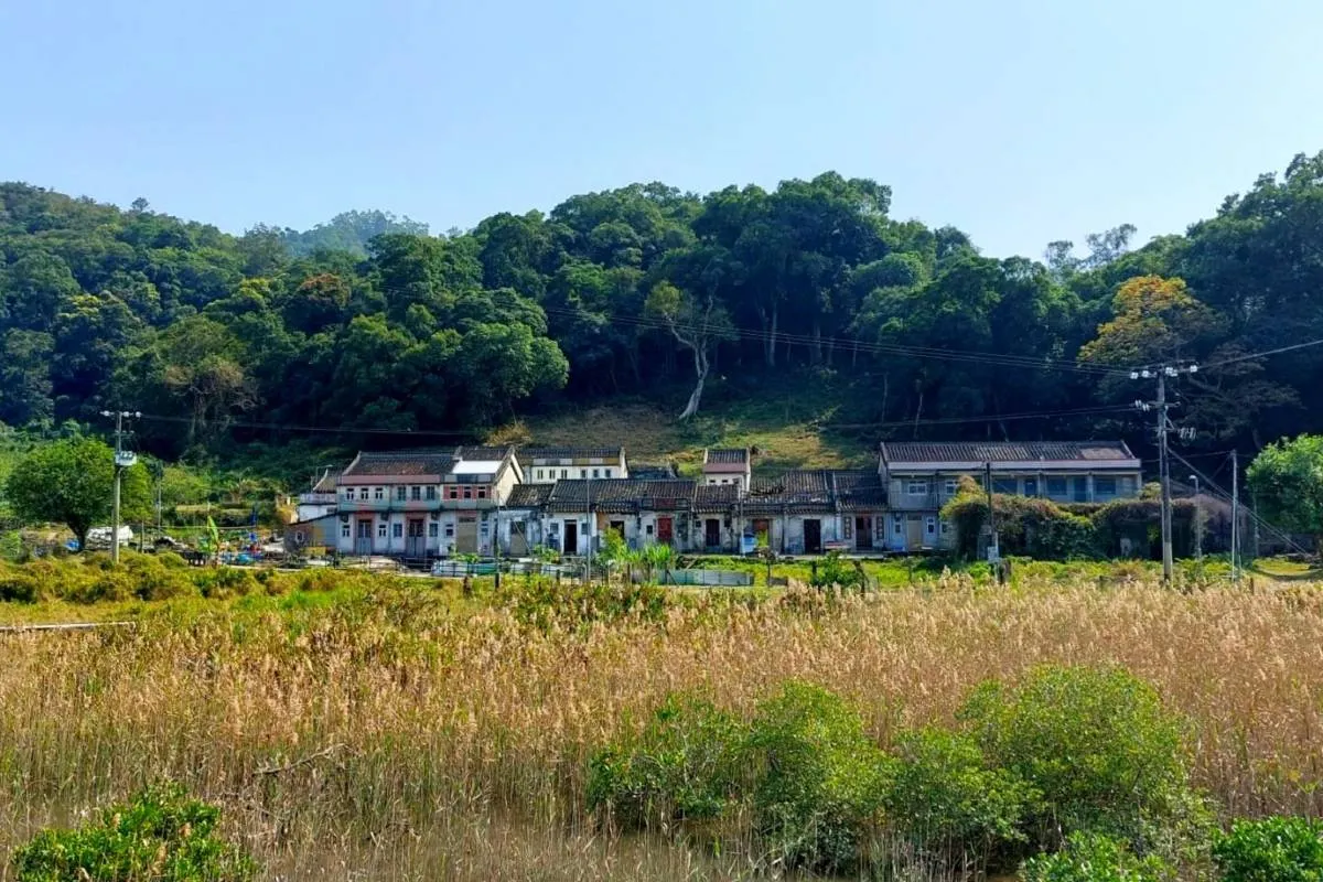 粉嶺鹿頸芒草