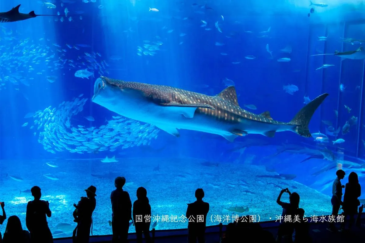 沖繩景點 #14 沖繩美麗海水族館｜沖繩北部