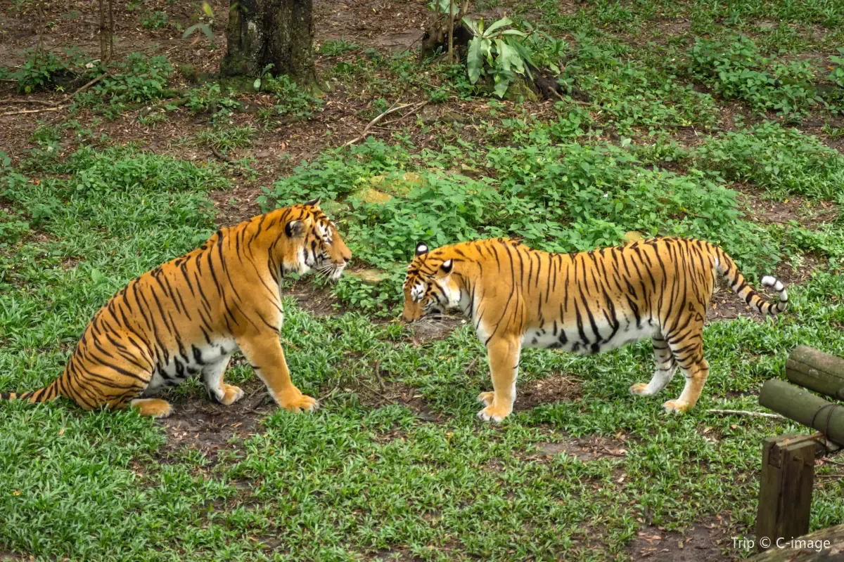 Meet animals at Johor Zoo