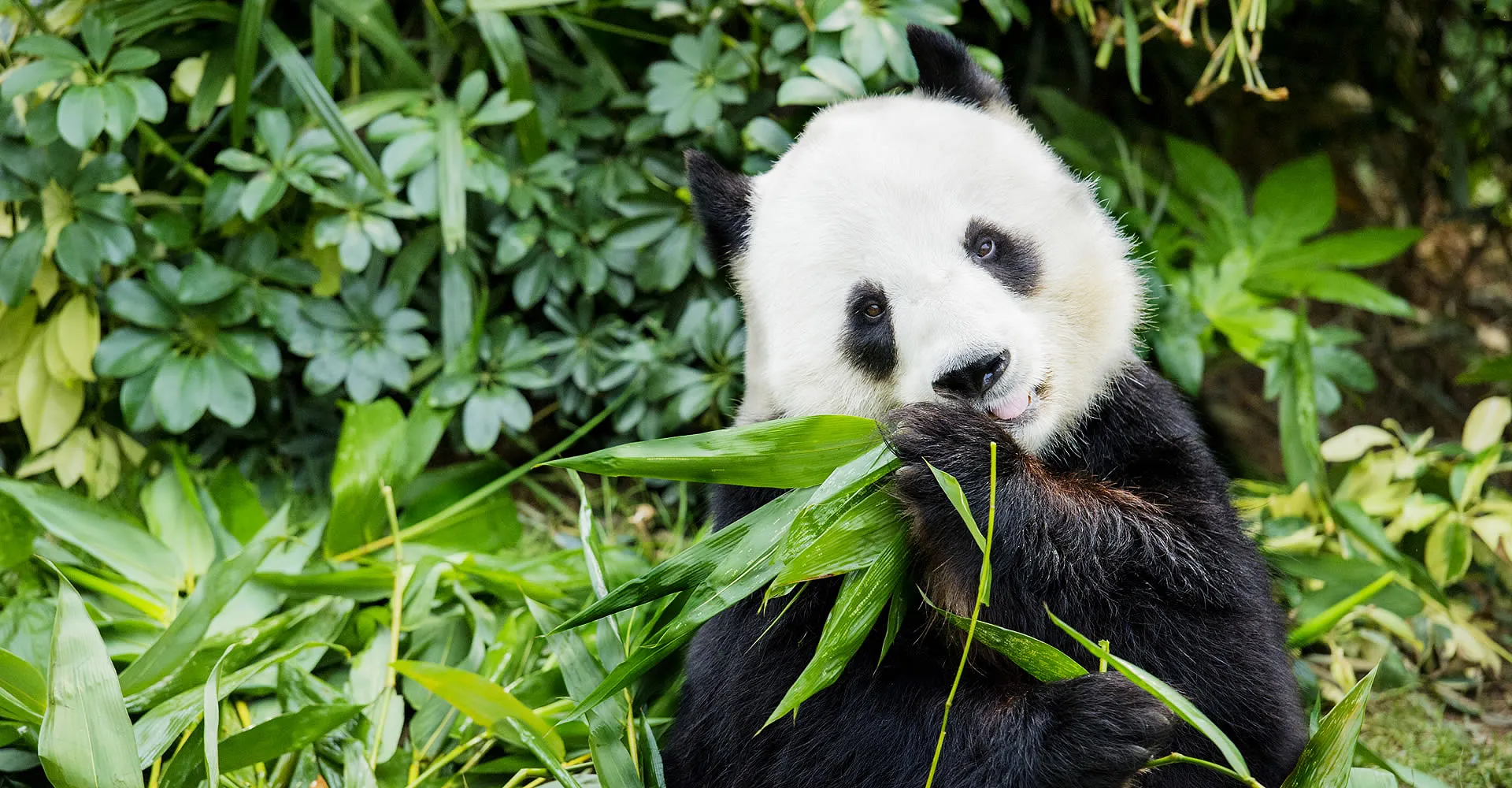 香港海洋公園必玩 大熊貓之旅