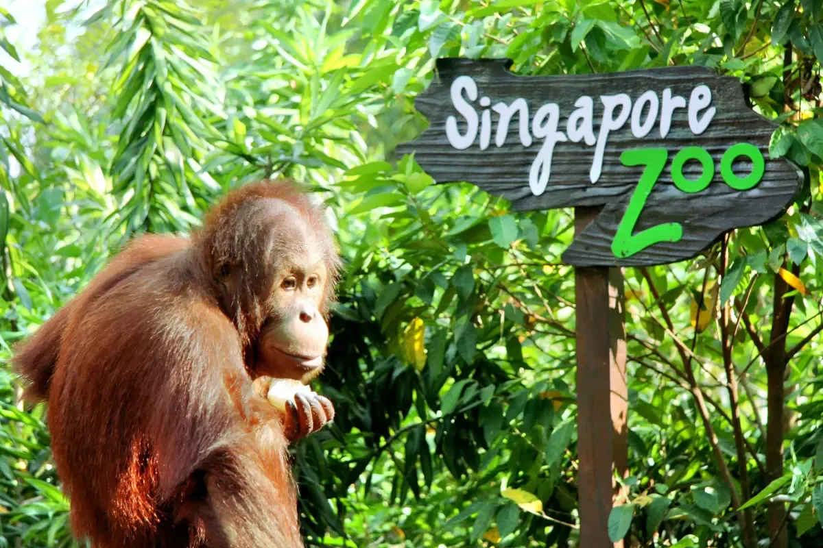 シンガポール動物園 チケット