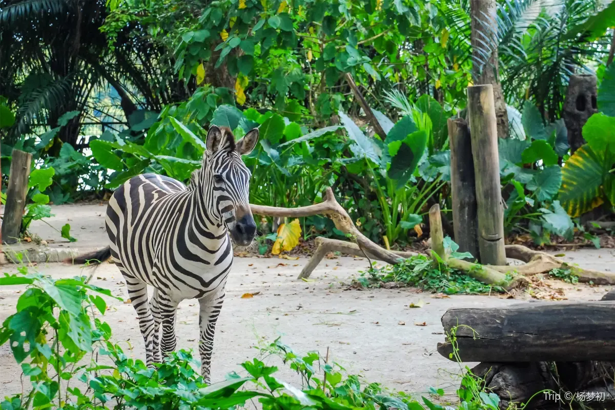 シンガポール動物園の営業時間